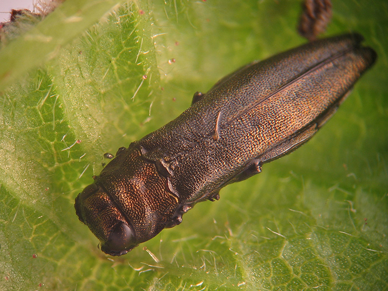 Buprestidae: Agrilus da identificare